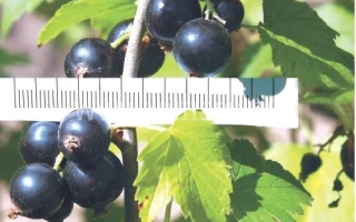 Соловьиная ночь