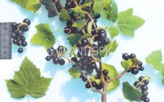 Тамбовская поздняя