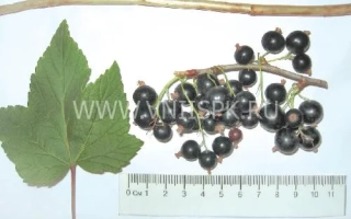 Татьянин День