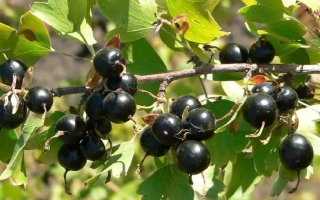 Юбилей Алтая