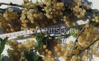 Уральская белая