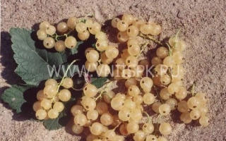 Ютерборгская (Weisse Yuterborger)