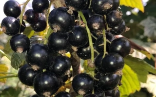 Anniversary Sheringovoy