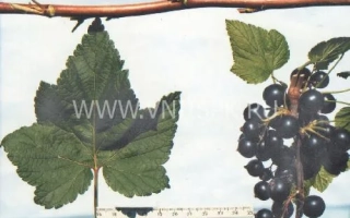 Велой (Ленинградская сладкая)