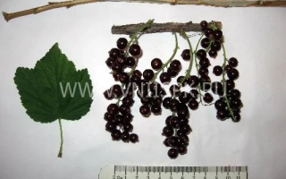 Виксне (Красная Виксне, Вишнёвая Виксне)