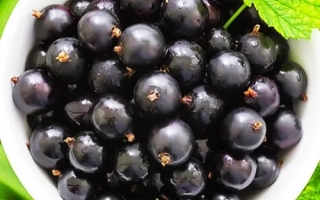 Vladimirskaya / Volodymyrska