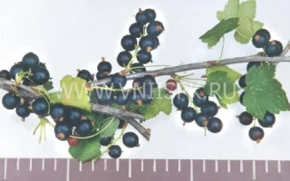 Воронинская