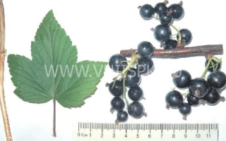 Зелёная дымка