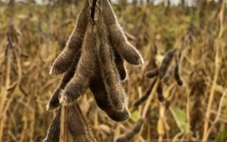 Созревшие соевые стручки на поле - Абелина