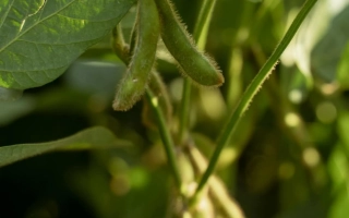Соя на растении, зеленые стручки и листья - Акардия