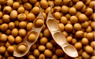 Соя в стручках на фоне зерен сои - Адамос