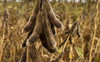 Соя на поле, зрелые стручки висят на стеблях - Адельфия
