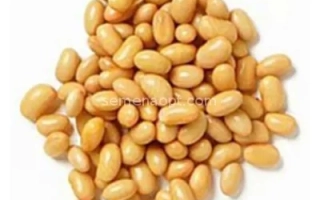 Кучка соевых бобов на белом фоне - Альтаир