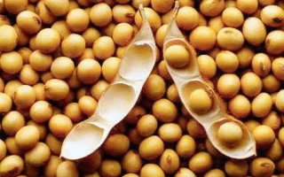 Соя в стручках на фоне зерен - Аврора