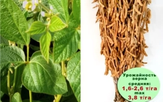 Соя БЕЛГОРОДСКАЯ 8 на фоне растений и семян