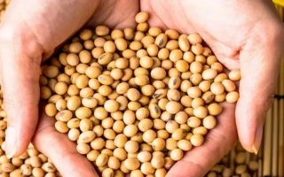 Руки держат соевые зерна - БЕЛОР