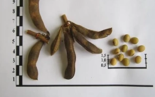 Черемшанка