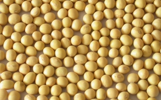 Соя Emperor - Емперор