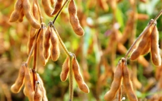 ЕС Адвайзер