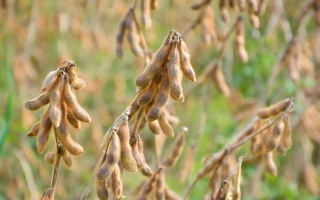 Соя на поле, зрелые стручки - ЕС КОЛЕКТОР