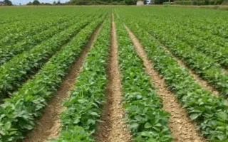 Поле с соей в ряды под облачным небом - ЕС Компетитор