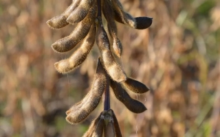 Соя на стебле в поле - ЕС КОМПОЗИТОР