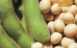 Зеленые соевые стручки и желтые соевые зерна - ЕС ПАЛЛАДОР