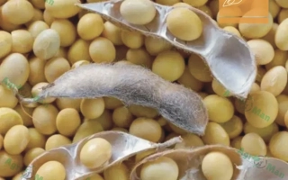 ЕС Професор