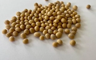 Соя на белом фоне - Езра