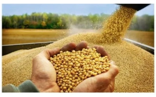 Харьковская зернокормовая