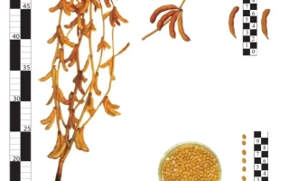 Соя Казачка — изображение растения, семян и ботанических деталей