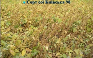 Киевская 98
