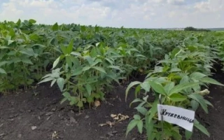 Кружевница