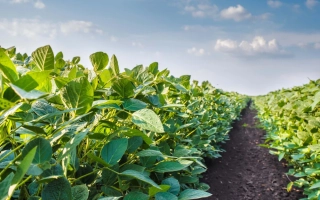 Поле сои на фоне голубого неба - Кубань