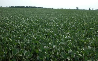 Поле сои на фоне неба - Лариса