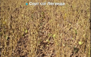 Полевая культура соя сорта Легенда