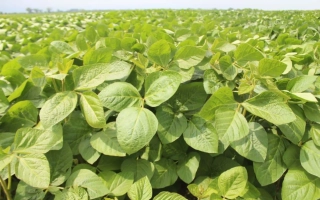 ЛИД Едукатор