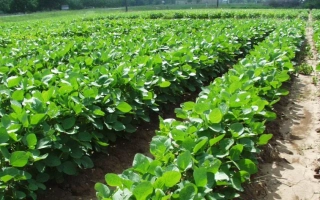 Поле соевых растений на фоне зеленого ландшафта - Меркур