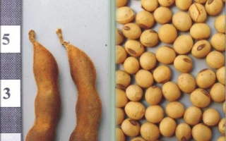 Соя в стручках и зернах - Мрия