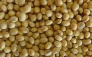 Соя в виде крупного плана - Ньюпорт