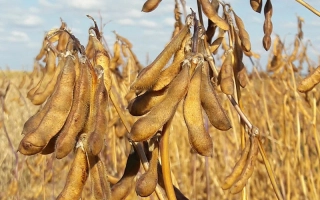 Сухие стручки сои на фоне поля под голубым небом - ОАК ПРУДЕНС