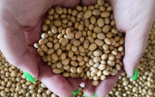 Руки держат соевые зерна на фоне сои - ОМСКАЯ 4