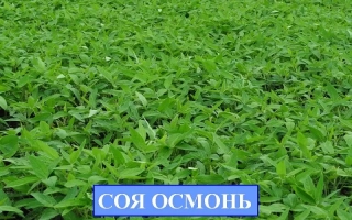 Осмонь