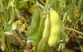 Соя на растении, зеленые стручки - Протеинка