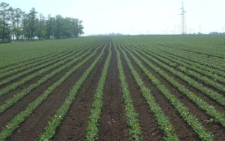 Поле с молодыми ростками сои на фоне леса - Равница