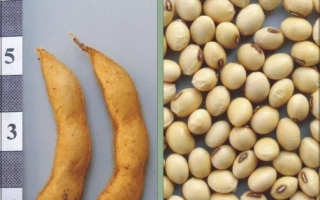 Соя в стручках и зерна на фоне линейки - Романтика