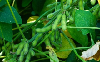 Зеленые стручки сои на ветвях растения - ШАМА