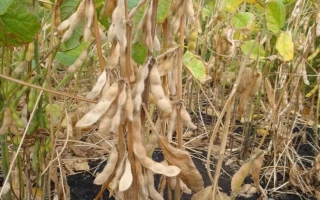 Соя на поле, зрелые стручки - Седмица