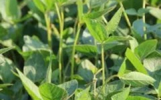 СГ СР Пикор