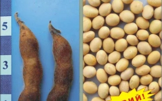 Соя в стручках и зернах на синем фоне - Скеля